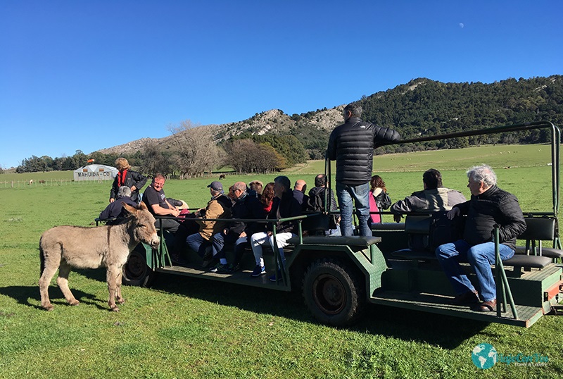 Carretón de paseo