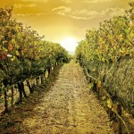 Bodegas