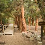 Sendero Arrayanes Bariloche