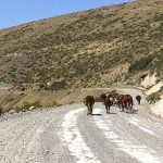 Manzano Amargo (1)