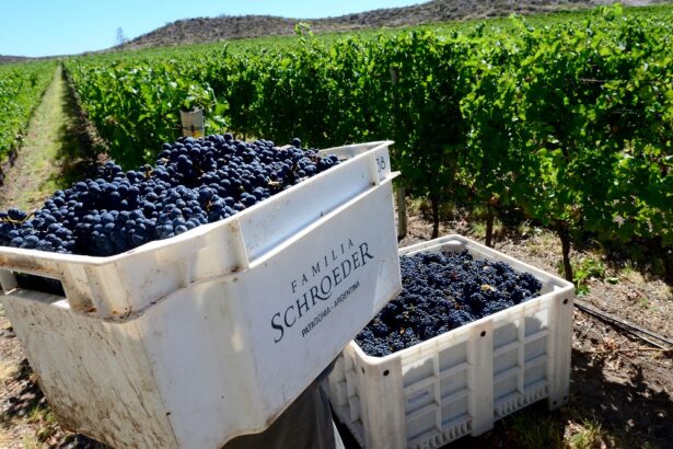 día internacional del Pinot Noir
