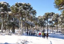 Nieve, paisajes únicos, experiencias alucinantes, así es el invierno en Villa Pehuenia Moquehue Invierno en Villa Pehuenia