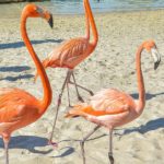 DCO_Flamingo_0717-2