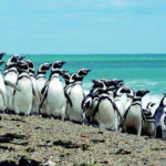 los-pingüinos-de-punta-tombo
