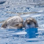 Malibu-and-calf-01-1024×819