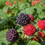 plantas-de-frutas-finas