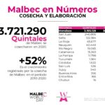Malbec-en-cifras-Cosecha-y-elaboracion