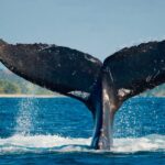 temporada-ballenas