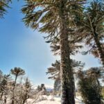 17995218742543690_viajoconvos