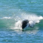 temporada_de_orcas_en_valdes
