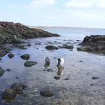 Pingüinos Punta Tombo