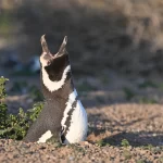 Pinguinos_de_magallanes