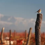 Wines Of Argentina – Foro SustentaVitis