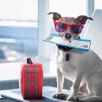 Perro listo para volar en avión