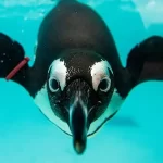 African Penguin at Busch Gardens Tampa Bay