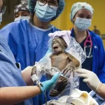 Baby Orangutan at Busch Gardens Tampa Bay