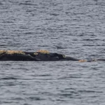 Primeras Ballenas en Puerto Madryn