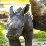 Rinoceronte Busch Gardens Tampa Bay