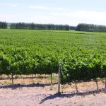 bodega – Vinos
