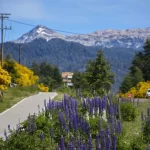 Lupinos Villa La Angostura