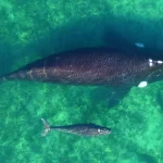 Ballenas Puerto Madryn