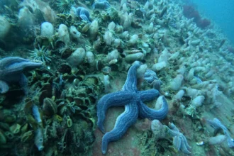 buceo en las grutas