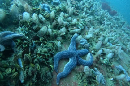 buceo en las grutas
