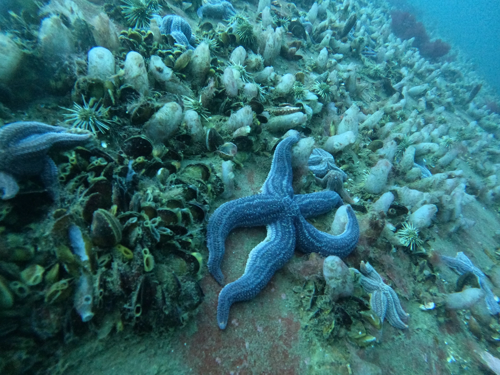 buceo en las grutas