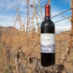 Camino del Vino en Neuquén