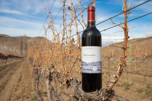 Camino del Vino en Neuquén