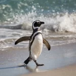 temporada de pingüinos en Chubut