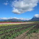 Campo de Tulipanes Trevelin