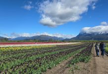 Campo de Tulipanes en Trevelin: 10 años de un espectáculo floral único en la Patagonia Campo de Tulipanes Trevelin