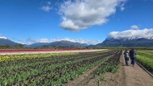 Campo de Tulipanes Trevelin