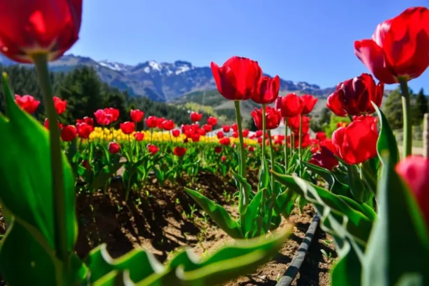 tulipanes en Huinganco