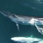 Ballena SEI en Comodoro Rivadavia