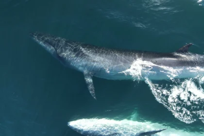 Ballena SEI en Comodoro Rivadavia