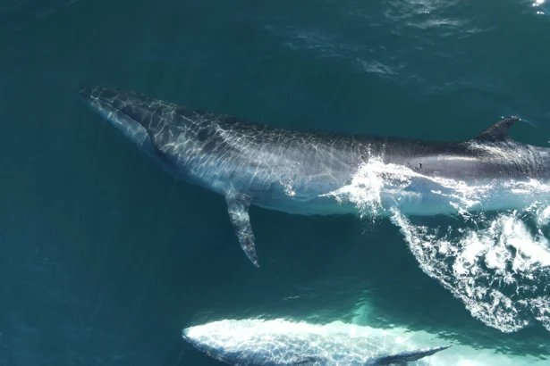 Ballena SEI en Comodoro Rivadavia