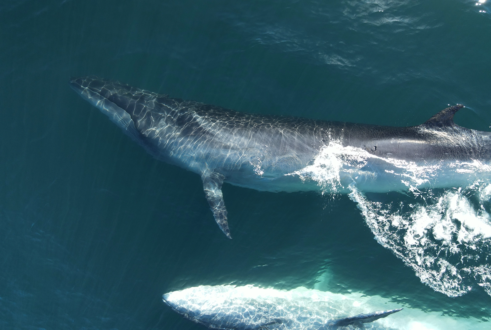 Ballena SEI en Comodoro Rivadavia
