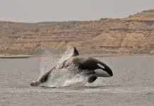 Cuándo y dónde ver a las orcas en Península Valdés: guía completa para un viaje inolvidable Orcas en Península Valdés