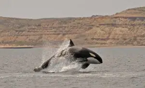 Orcas en Península Valdés