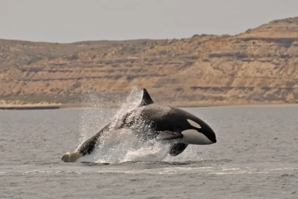 Orcas en Península Valdés