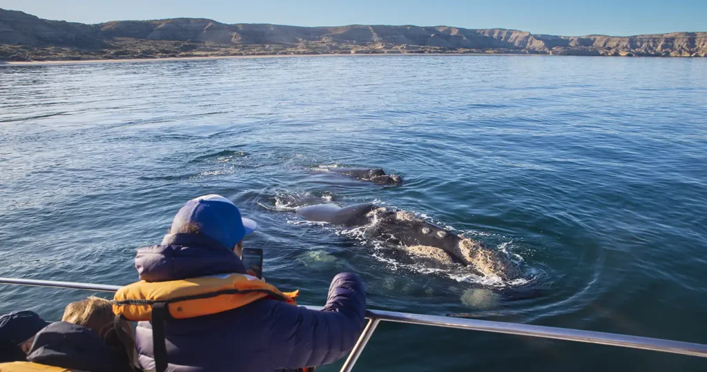 avistaje de ballenas embarcado saliendo de Puerto Pirámides