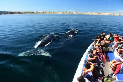 avistaje de ballenas en Puerto Madryn