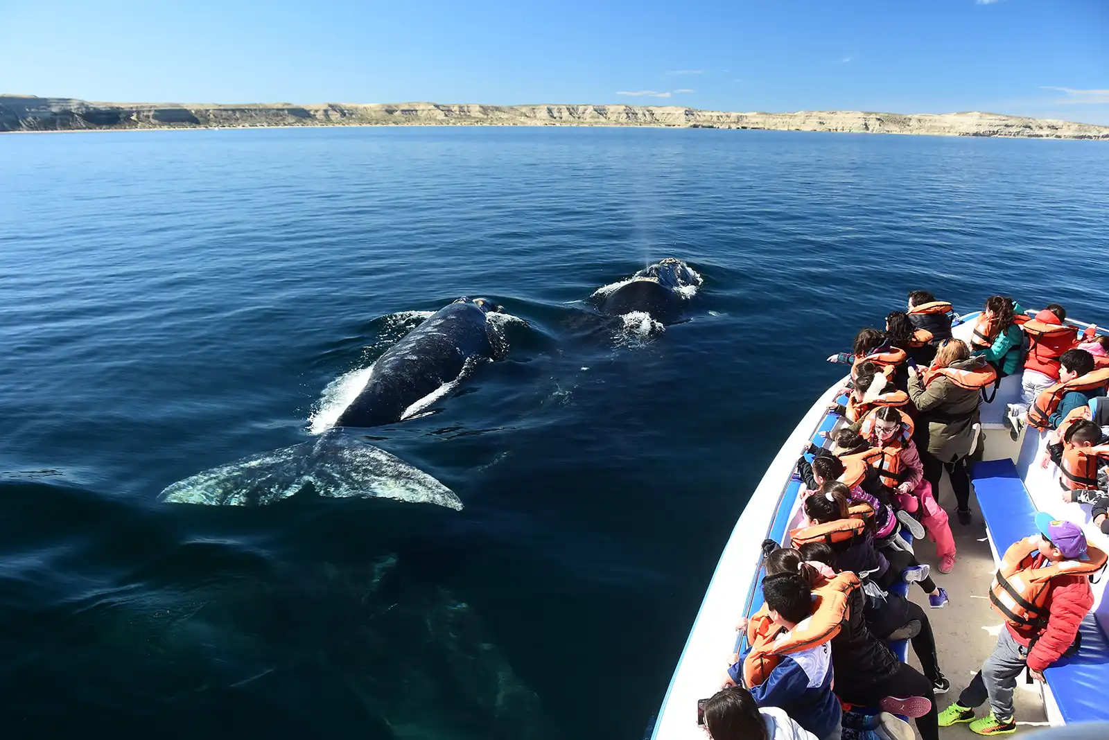 avistaje de ballenas en Puerto Madryn