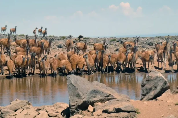 Áreas naturales protegidas de Neuquén